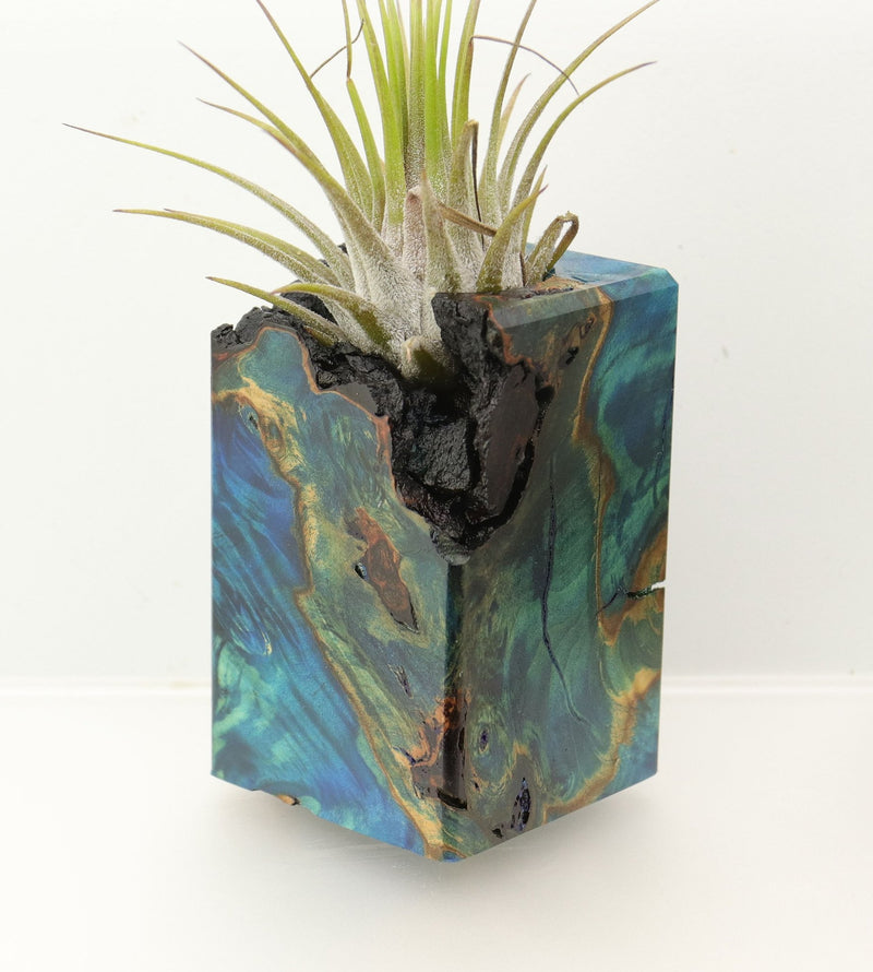 Wood Burl  Air Plant Holder - Xander (Wood Burl, 698025)