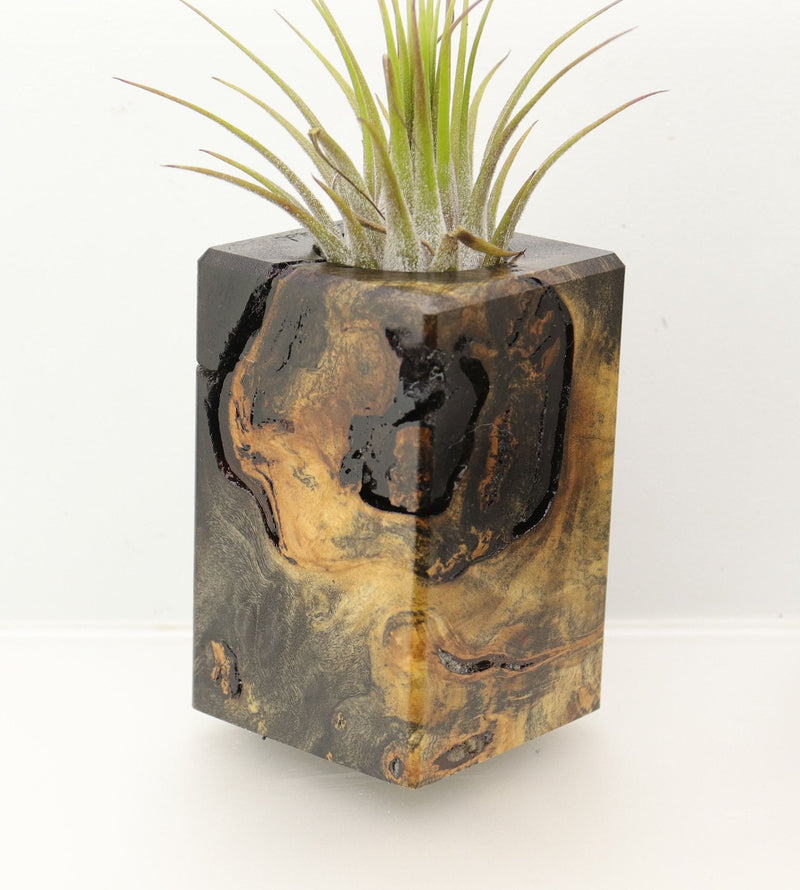 Wood Burl  Air Plant Holder - Ryan (Wood Burl, 698026)