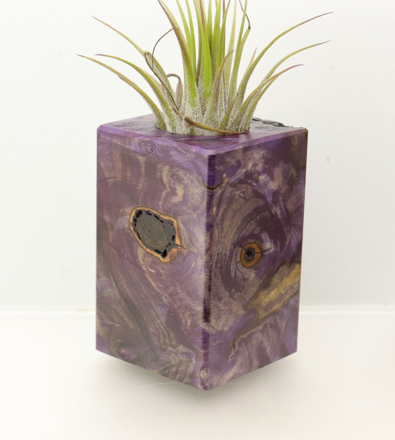 Wood Burl  Air Plant Holder - Cassandra (Wood Burl, 698027)