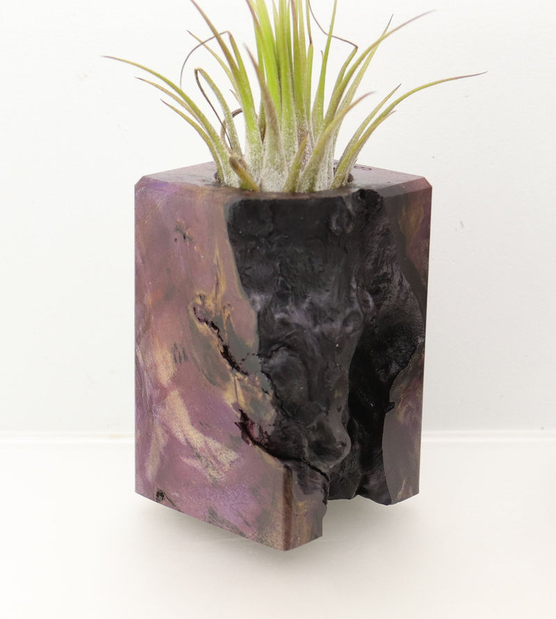 Wood Burl  Air Plant Holder - Peter (Wood Burl, 698028)