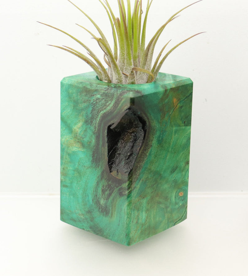 Wood Burl  Air Plant Holder - Aiden (Wood Burl, 698029)