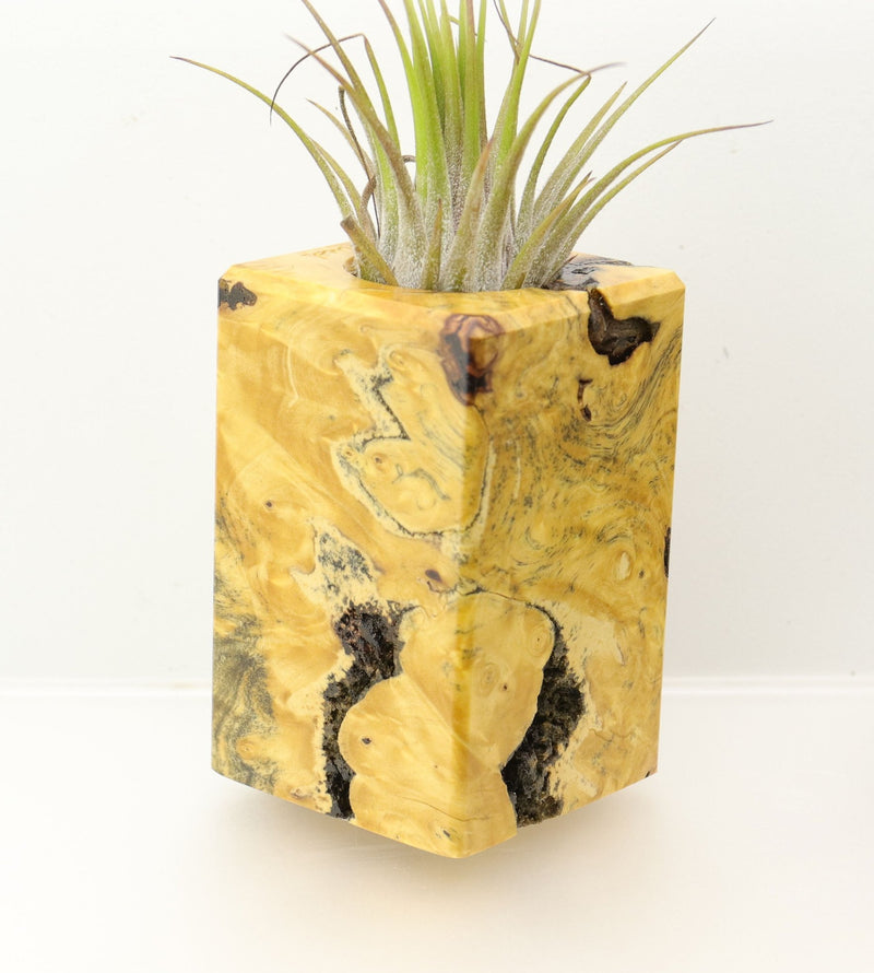 Wood Burl  Air Plant Holder - Carroll (Wood Burl, 698030)