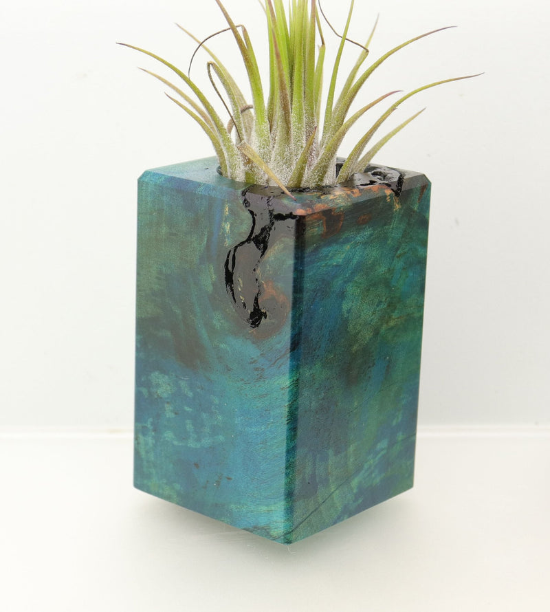 Wood Burl  Air Plant Holder - Ashlee (Wood Burl, 698031)