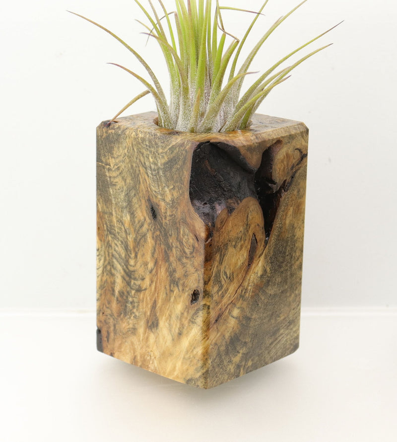 Wood Burl  Air Plant Holder - Journey (Wood Burl, 698032)