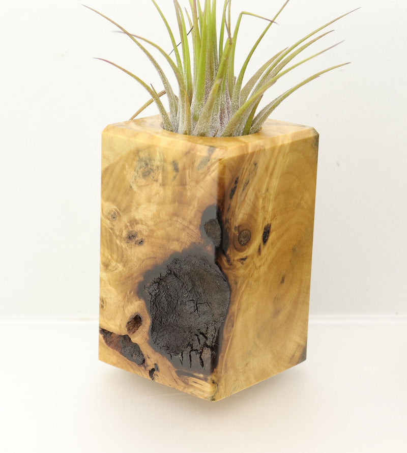 Wood Burl  Air Plant Holder - Martin (Wood Burl, 698033)