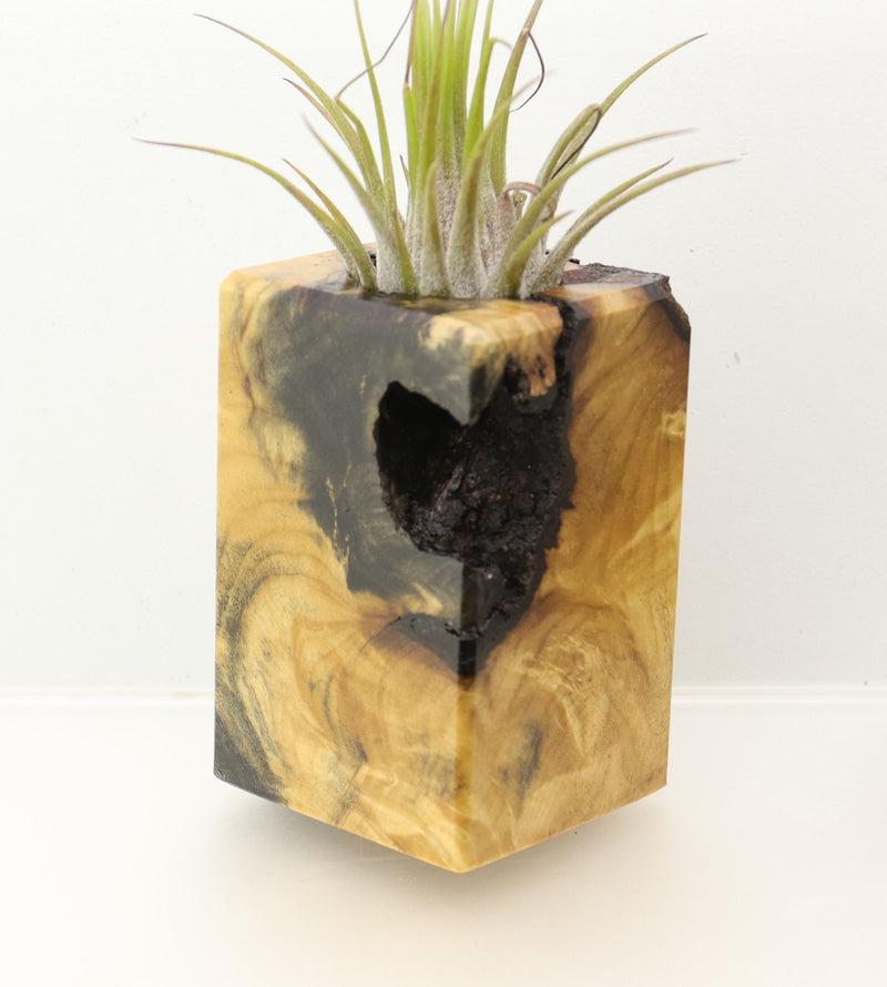 Wood Burl  Air Plant Holder - Leslie (Wood Burl, 698034)