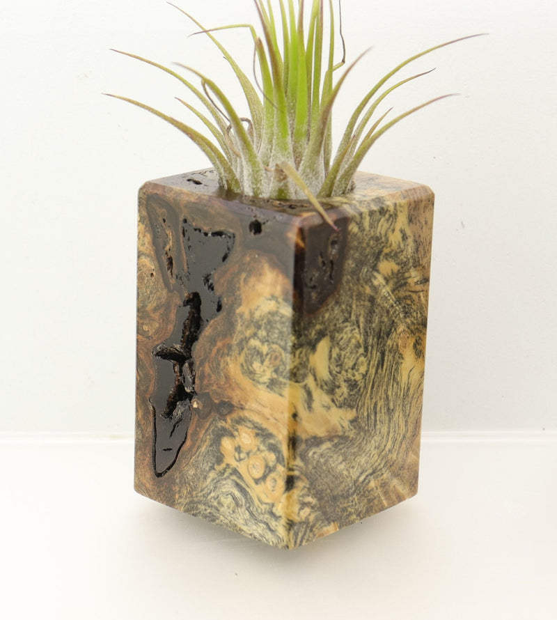 Wood Burl  Air Plant Holder - Dwayne (Wood Burl, 698035)