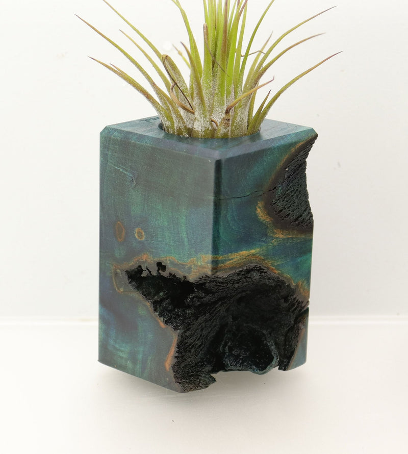 Wood Burl  Air Plant Holder - Adrian (Wood Burl, 698038)