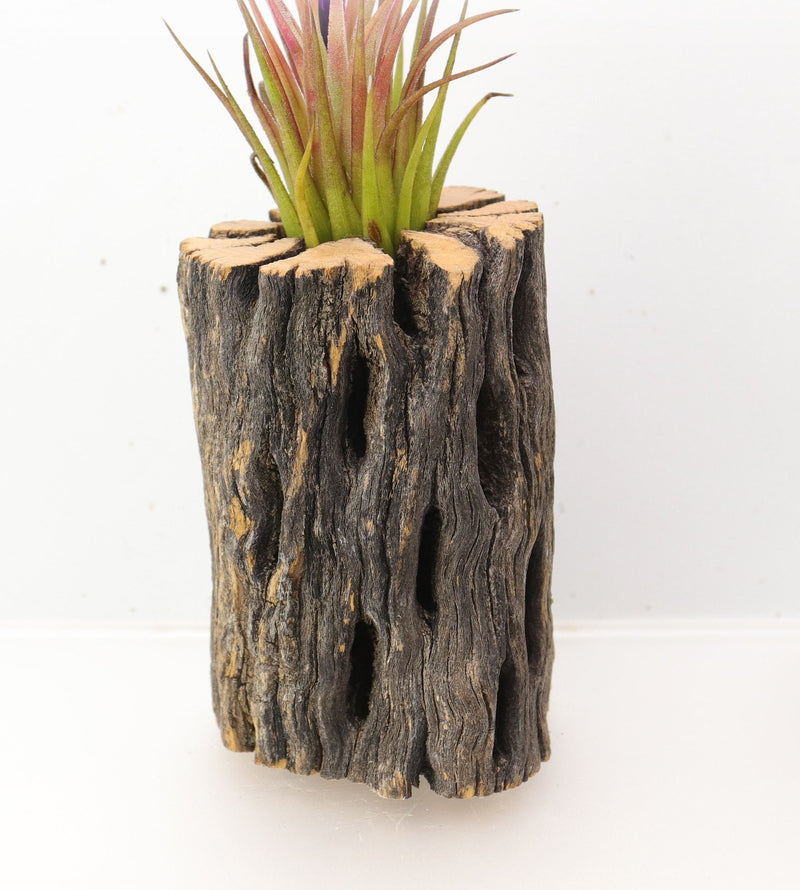 Wood Burl  Air Plant Holder - Yvonne (Wood Burl, 698059)