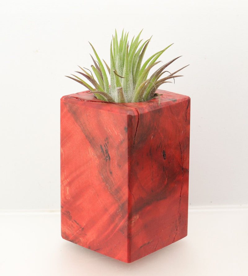 Wood Burl Wood+Resin Air Plant Holder - Helen (Wood Burl, 698549)