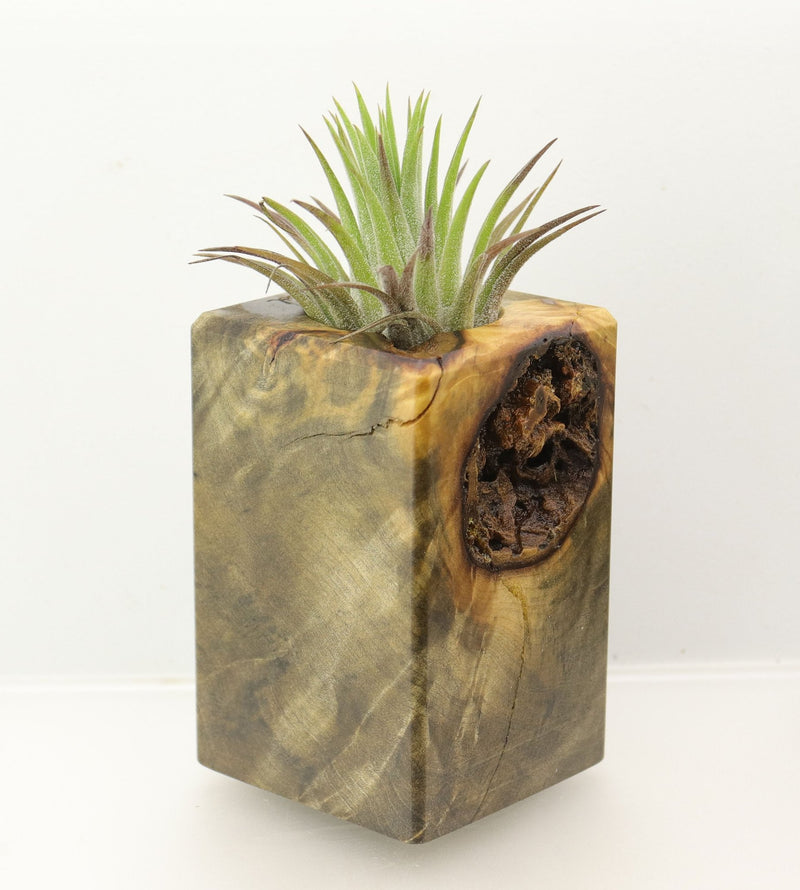 Wood Burl  Air Plant Holder - Angelica (Wood Burl, 698550)