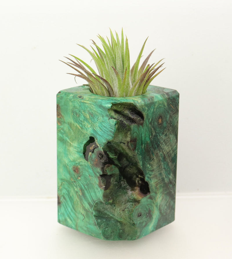 Wood Burl  Air Plant Holder - Maureen (Wood Burl, 698552)
