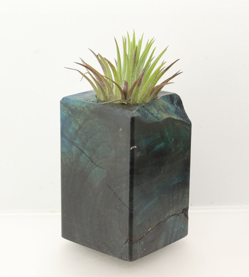 Wood Burl  Air Plant Holder - Kristi (Wood Burl, 698553)
