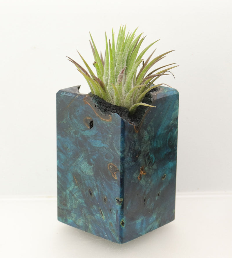 Wood Burl  Air Plant Holder - Ayanna (Wood Burl, 698554)