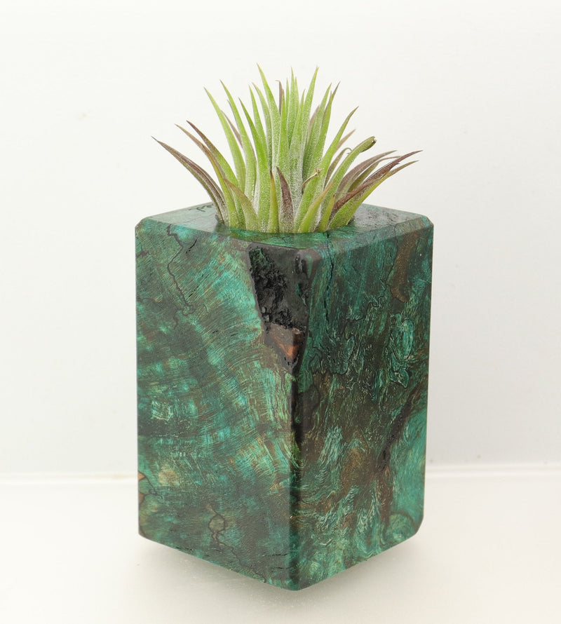 Wood Burl  Air Plant Holder - Averie (Wood Burl, 698555)