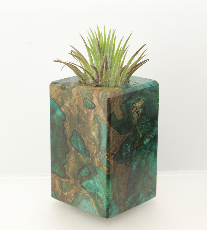 Wood Burl  Air Plant Holder - Estrella (Wood Burl, 698556)