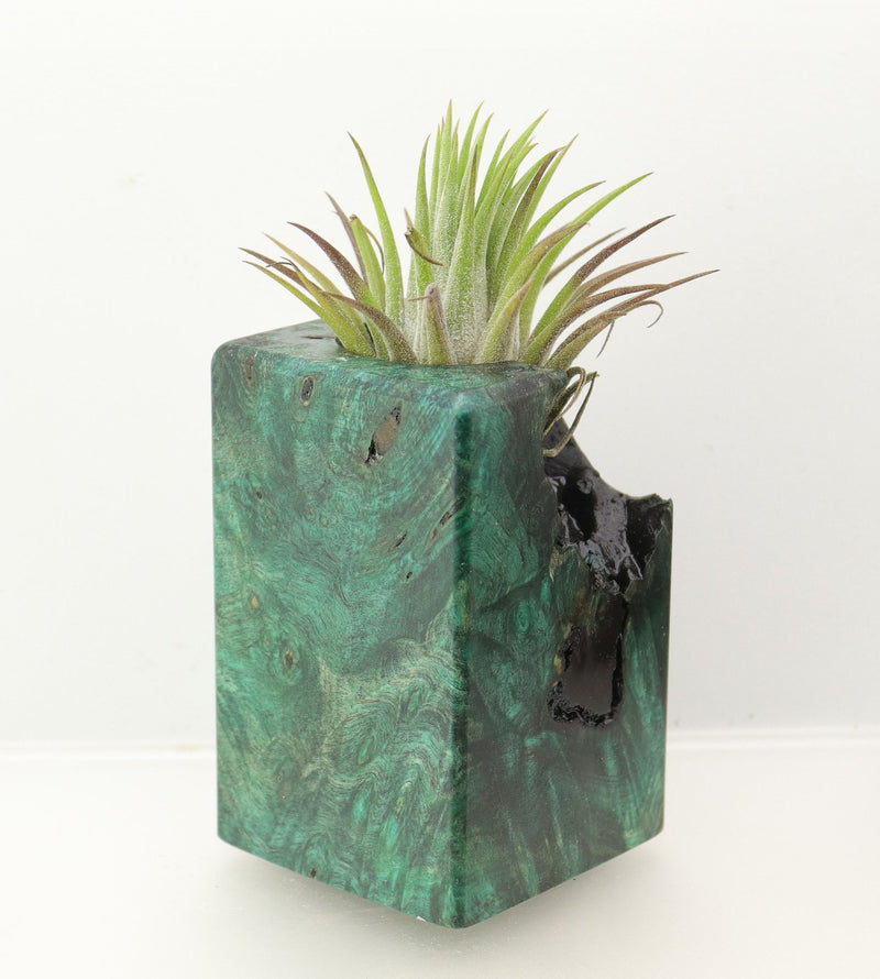 Wood Burl  Air Plant Holder - Kairo (Wood Burl, 698557)