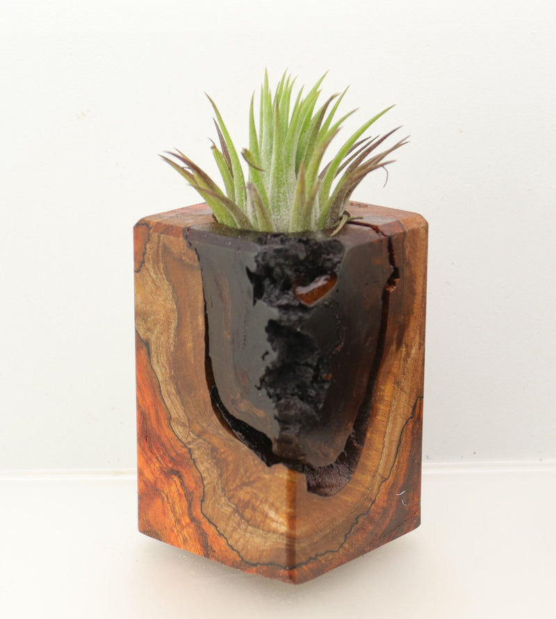 Wood Burl  Air Plant Holder - Arturo (Wood Burl, 698558)