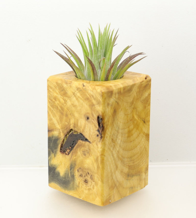 Wood Burl  Air Plant Holder - Leanne (Wood Burl, 698559)