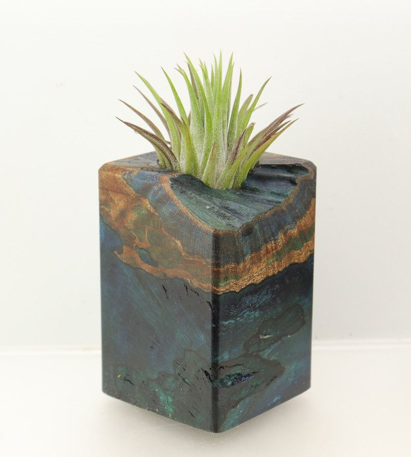 Wood Burl  Air Plant Holder - Justin (Wood Burl, 698560)