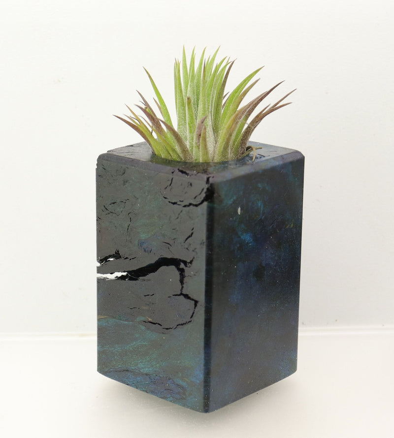 Wood Burl  Air Plant Holder - Stefanie (Wood Burl, 698561)