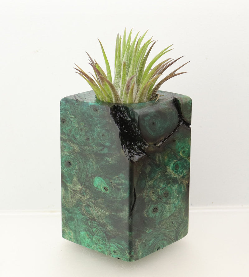 Wood Burl  Air Plant Holder - Madison (Wood Burl, 698562)