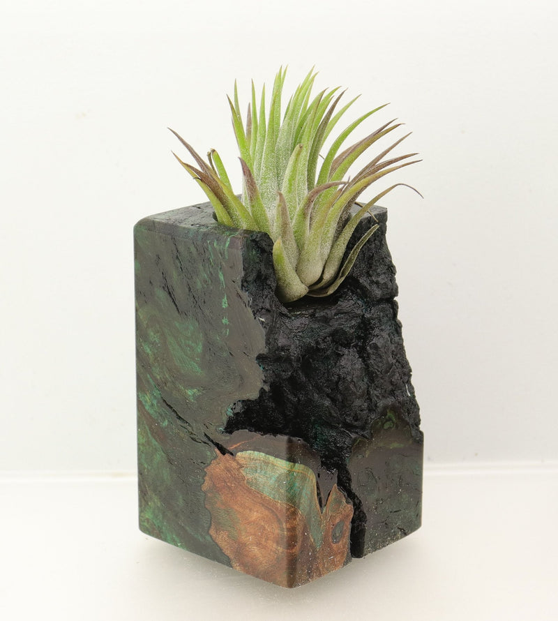 Wood Burl  Air Plant Holder - Keri (Wood Burl, 698563)
