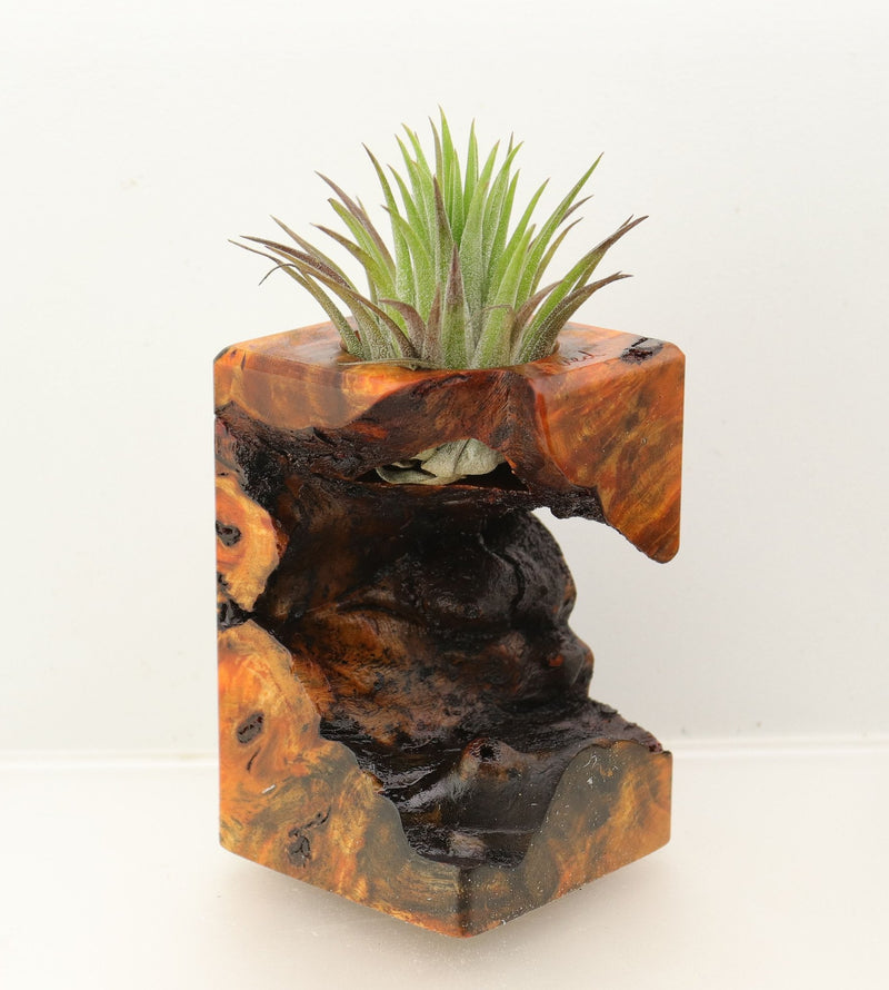 Wood Burl  Air Plant Holder - Katrina (Wood Burl, 698564)
