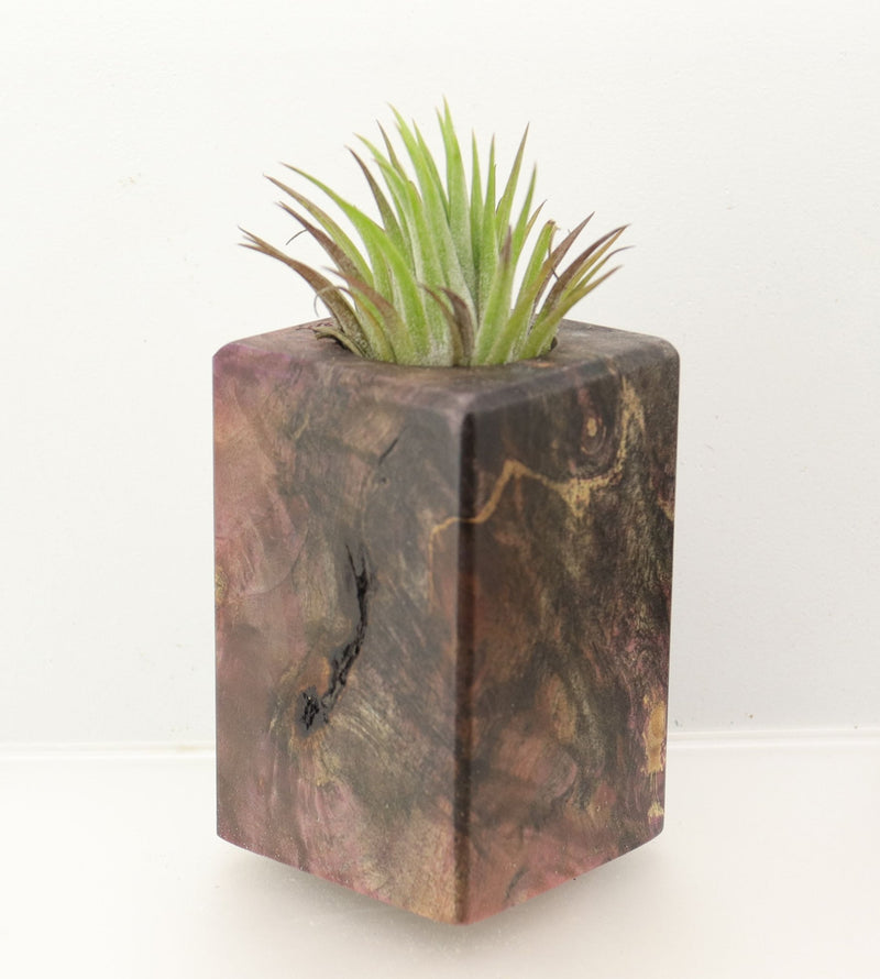 Wood Burl  Air Plant Holder - Franklin (Wood Burl, 698565)