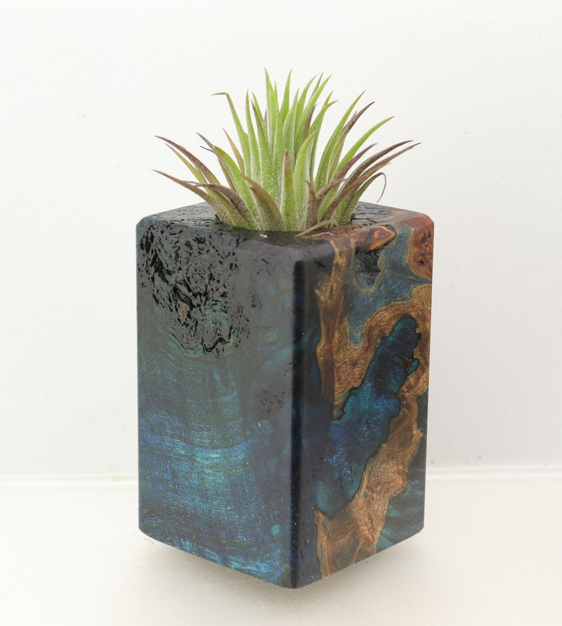 Wood Burl  Air Plant Holder - Reginald (Wood Burl, 698566)