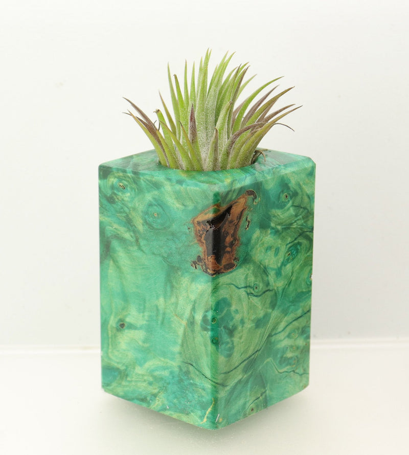 Wood Burl  Air Plant Holder - Beverly (Wood Burl, 698567)