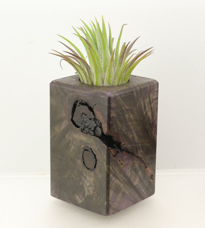 Wood Burl  Air Plant Holder - Goldie (Wood Burl, 698568)
