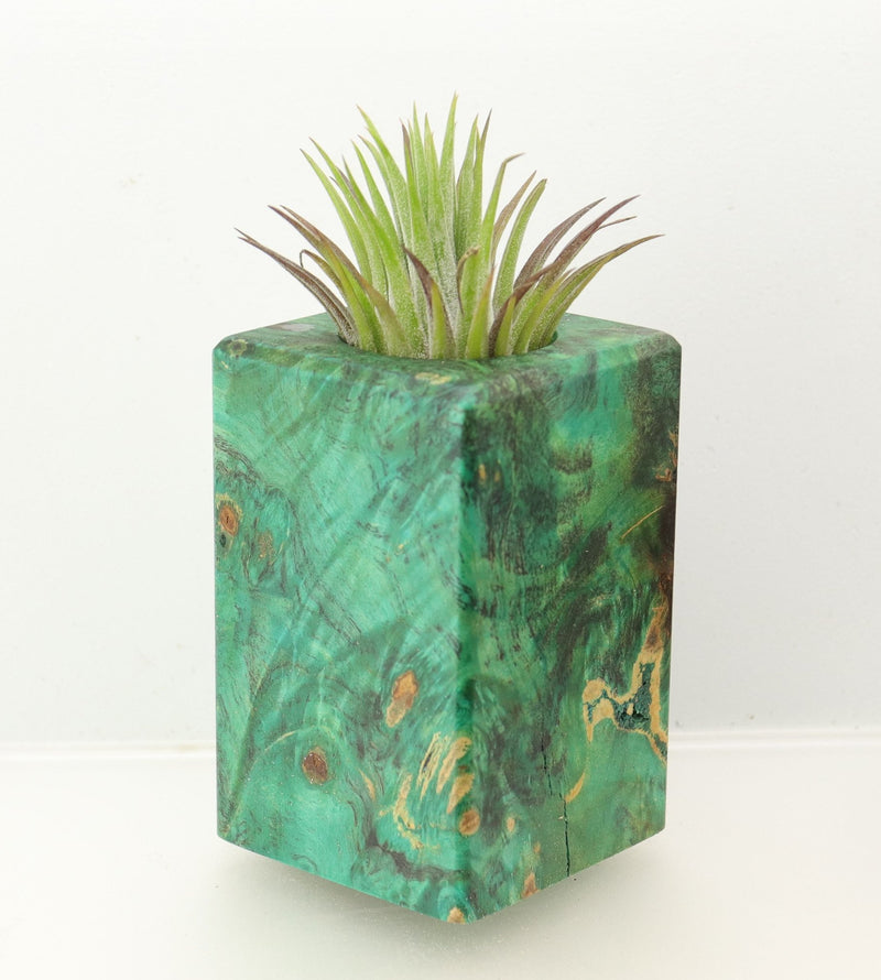 Wood Burl  Air Plant Holder - Zoe (Wood Burl, 698569)