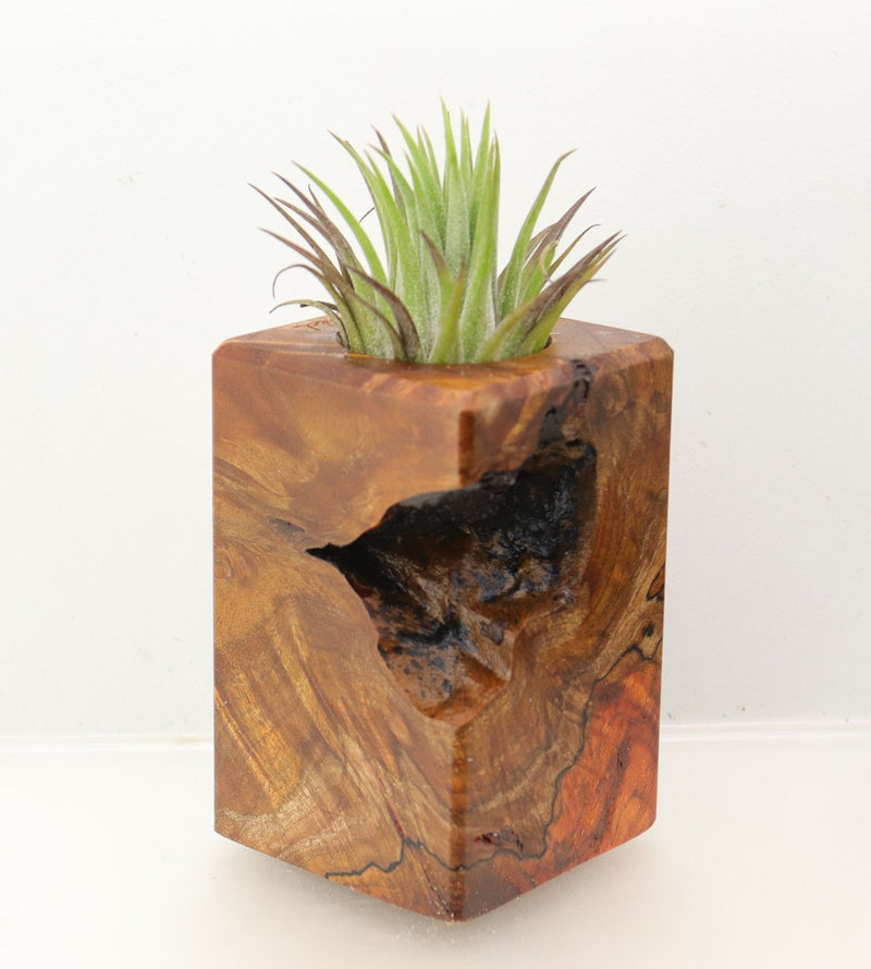Wood Burl  Air Plant Holder - Neil (Wood Burl, 698570)