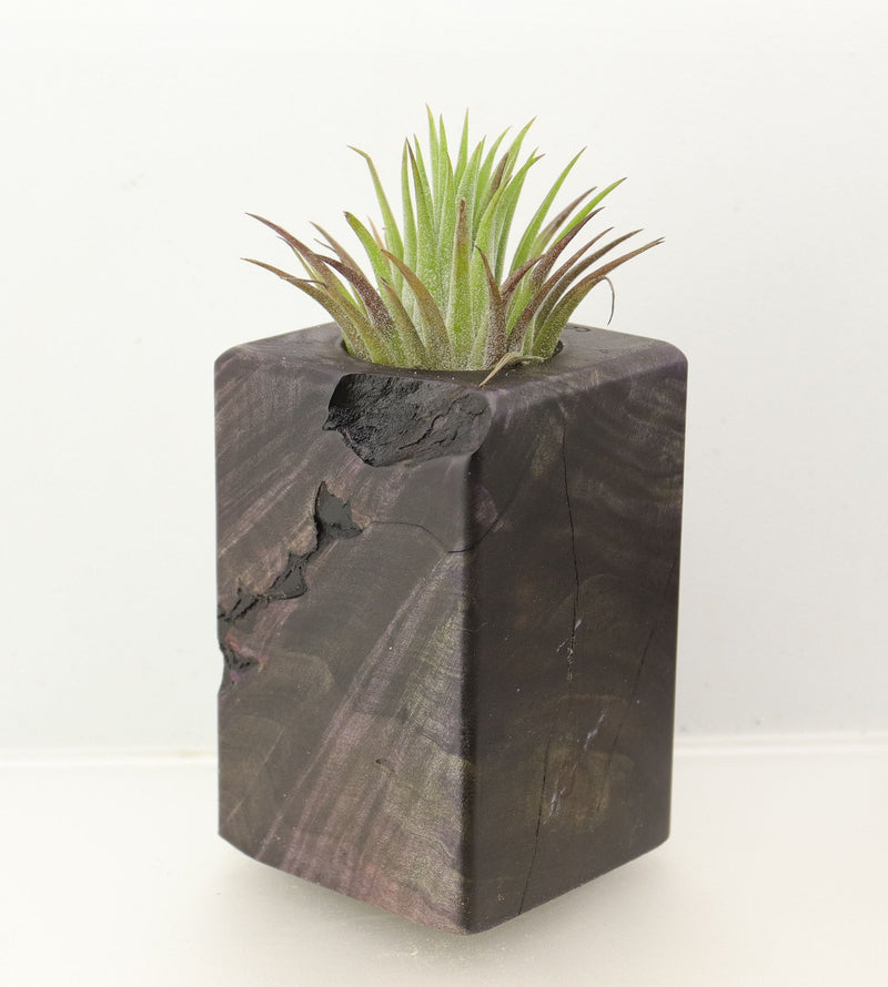 Wood Burl  Air Plant Holder - Judah (Wood Burl, 698571)