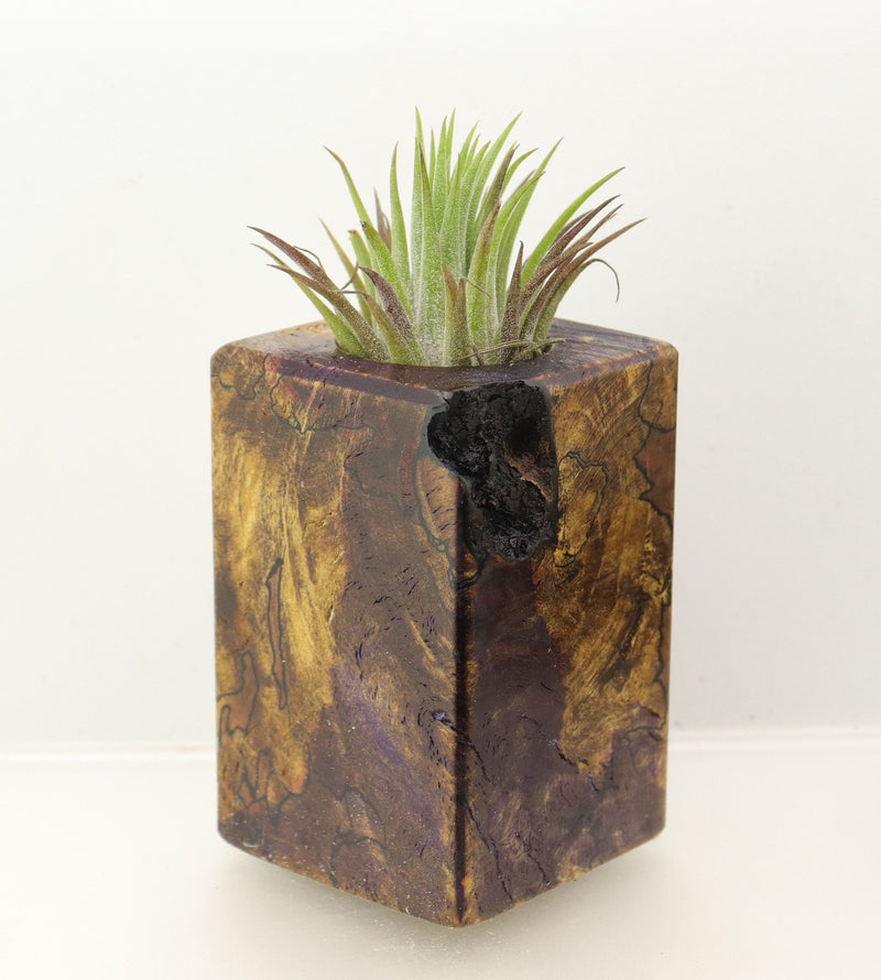Wood Burl  Air Plant Holder - Porter (Wood Burl, 698572)