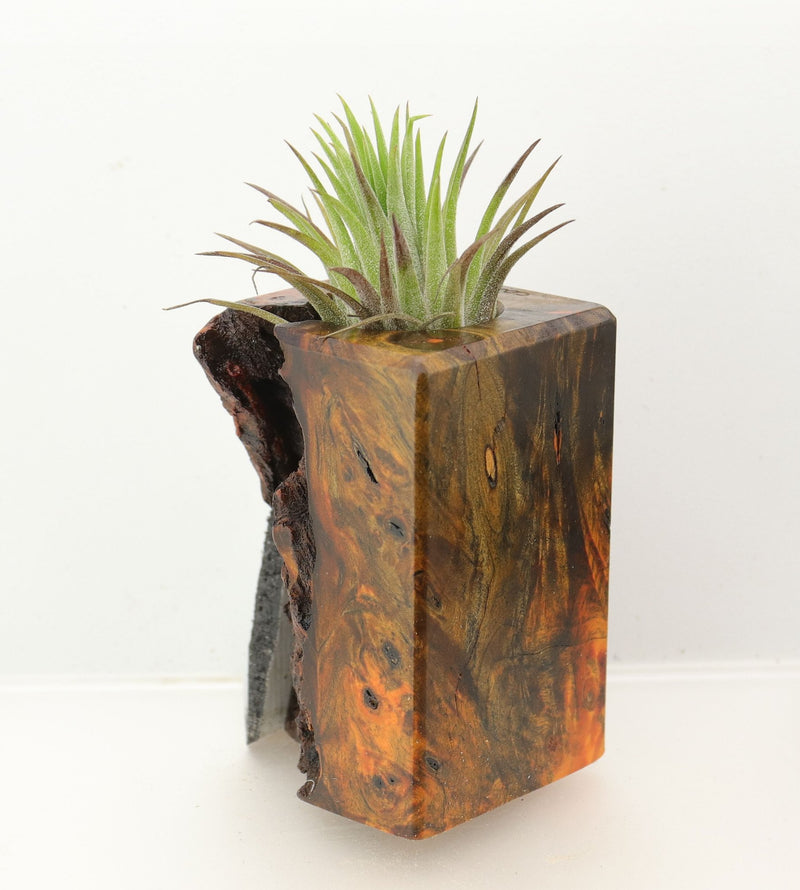 Wood Burl  Air Plant Holder - Nina (Wood Burl, 698573)