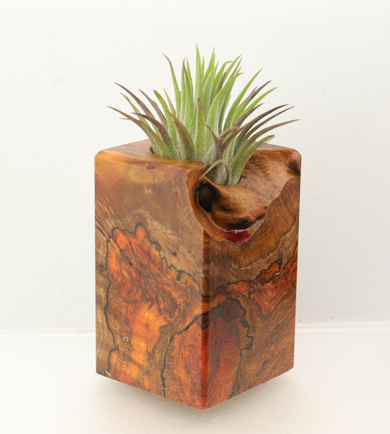 Wood Burl  Air Plant Holder - Parker (Wood Burl, 698574)