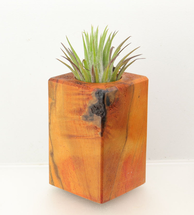 Wood Burl  Air Plant Holder - Jan (Wood Burl, 698575)