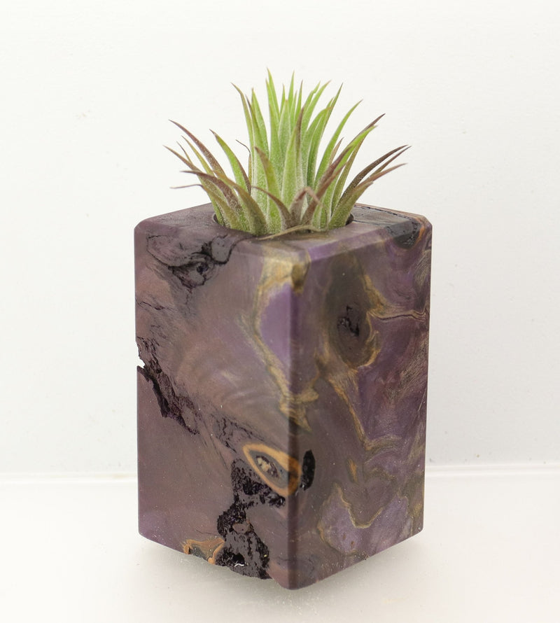 Wood Burl  Air Plant Holder - John (Wood Burl, 698576)