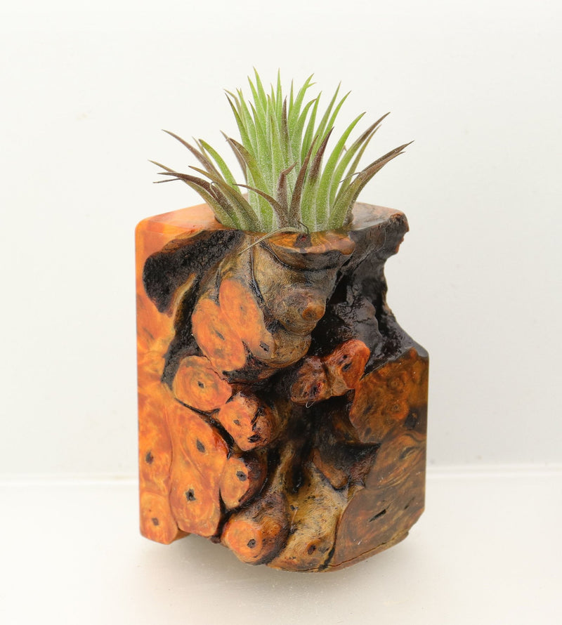 Wood Burl  Air Plant Holder - Tyler (Wood Burl, 698577)