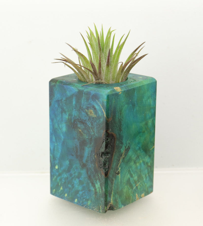 Wood Burl  Air Plant Holder - Orville (Wood Burl, 698578)