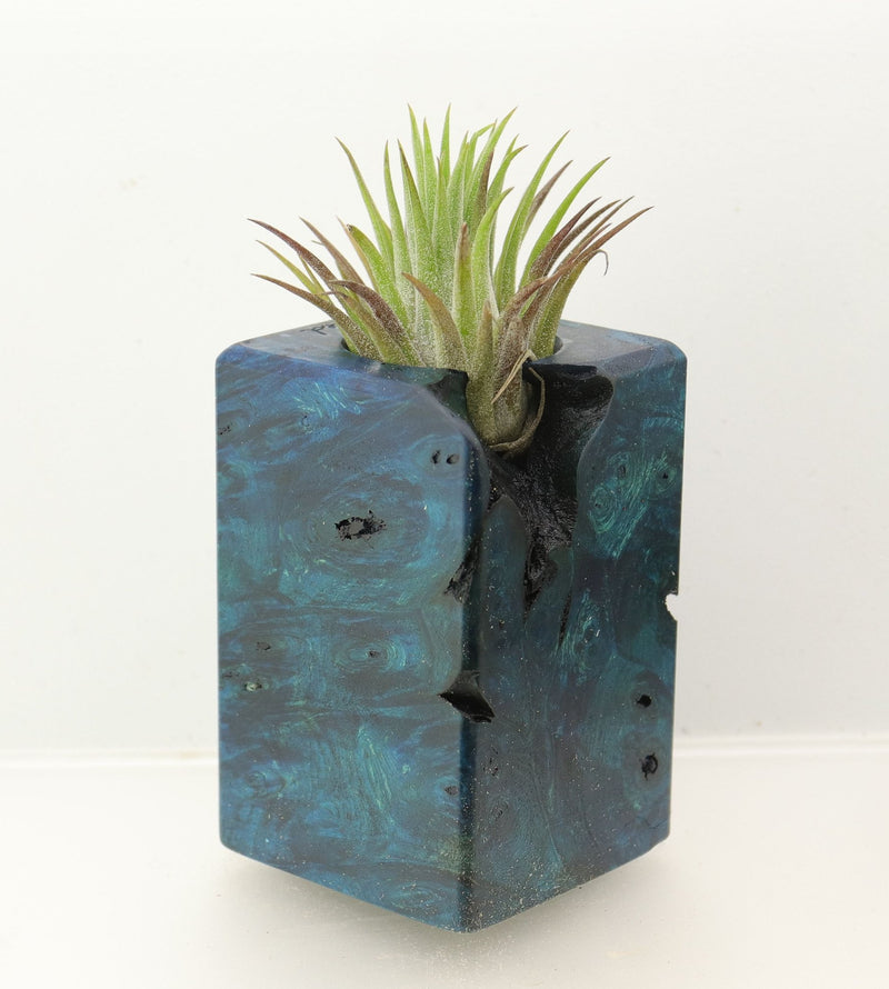 Wood Burl  Air Plant Holder - Michele (Wood Burl, 698579)
