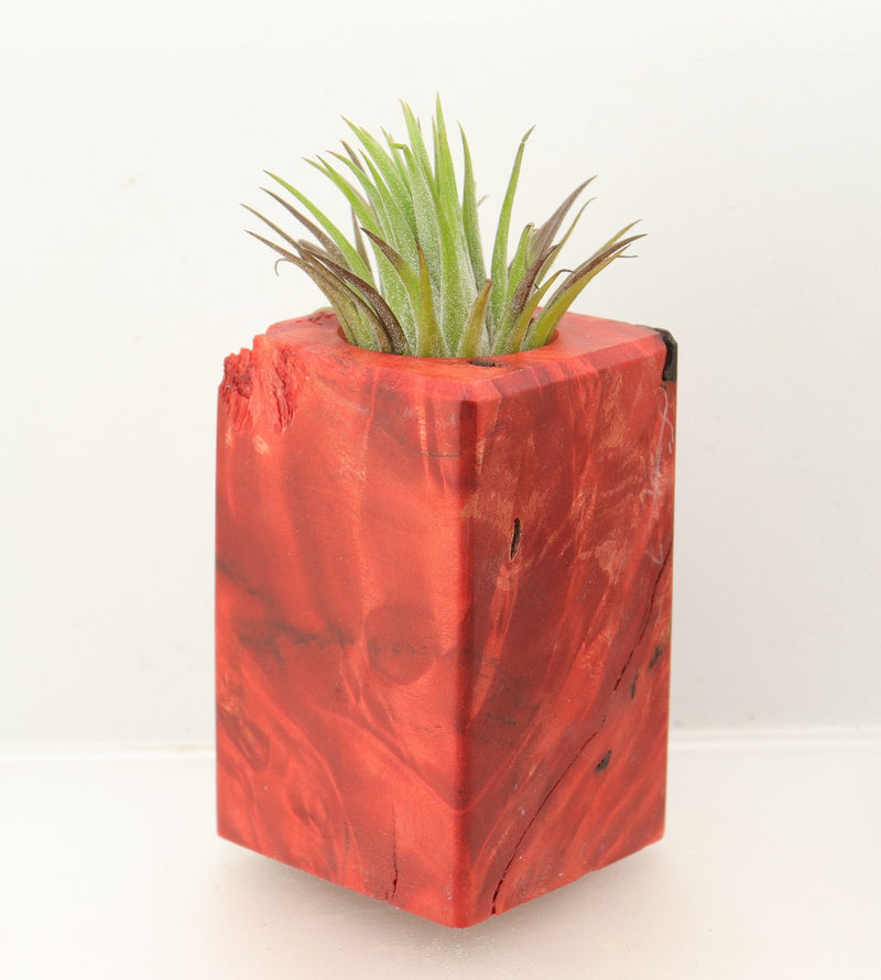 Wood Burl  Air Plant Holder - Theresa (Wood Burl, 698583)