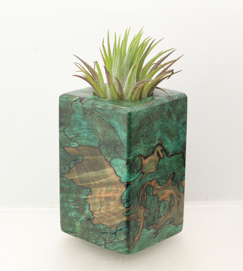 Wood Burl  Air Plant Holder - Ryker (Wood Burl, 698584)
