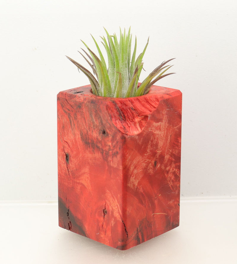 Wood Burl  Air Plant Holder - Leticia (Wood Burl, 698585)
