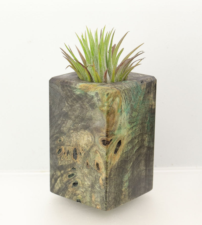 Wood Burl  Air Plant Holder - Maverick (Wood Burl, 698624)