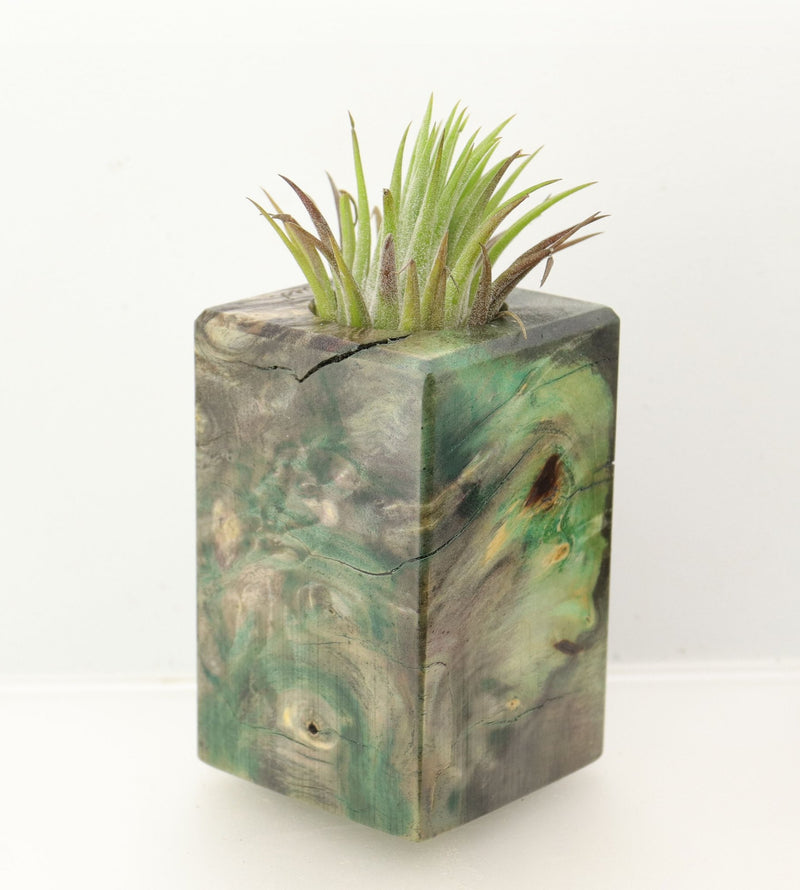 Wood Burl  Air Plant Holder - Jonas (Wood Burl, 698625)
