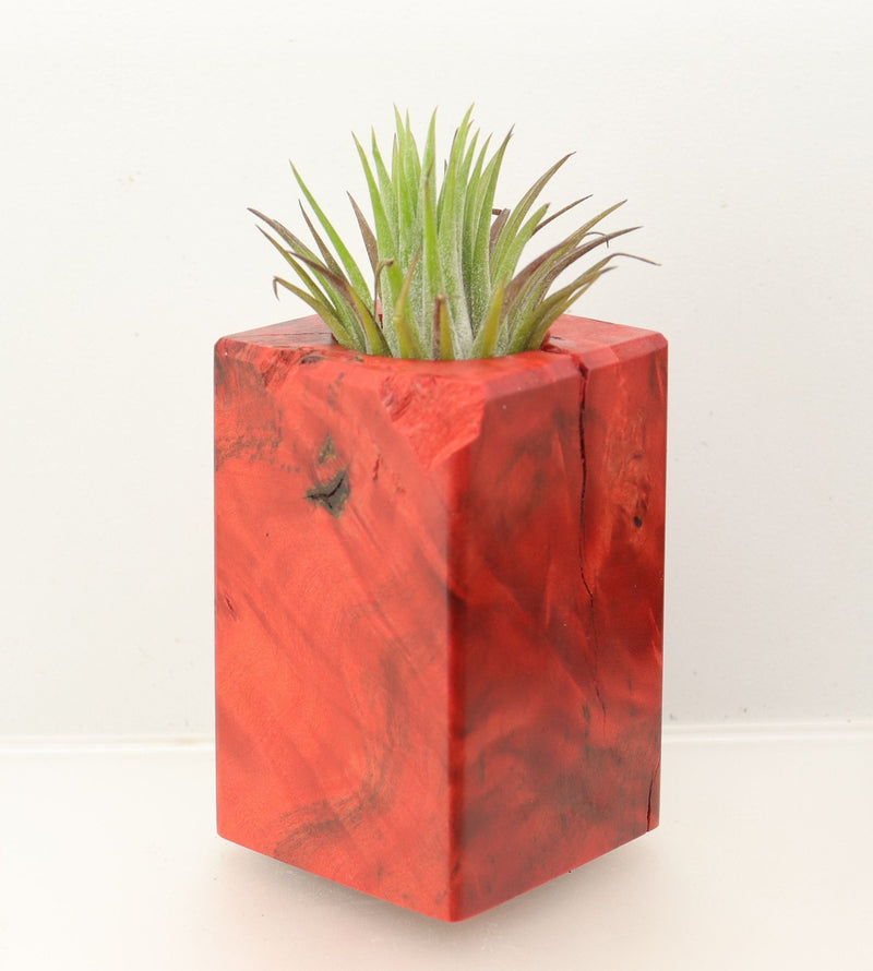 Wood Burl  Air Plant Holder - Conor (Wood Burl, 698626)