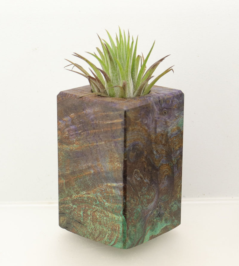 Wood Burl  Air Plant Holder - Emersyn (Wood Burl, 698627)